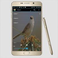 Suara Burung Ciblek Special capture d'écran 1