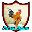 Suara Ayam Berkokok