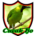 Master Kicau Cucak Ijo icon