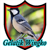Suara Burung Gelatik Wingko icône