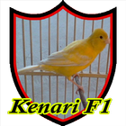 Master Kicau Kenari F1 icône