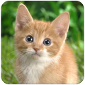 Cat Wallpaper