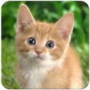 Cat Wallpaper APK