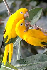 Baixar Birds Wallpaper APK