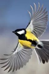 Baixar Birds Wallpaper APK