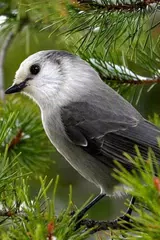 Baixar Birds Wallpaper APK