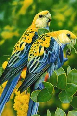 Baixar Birds Wallpaper APK
