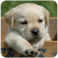 Dogs Wallpaper
