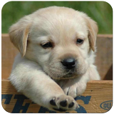 Dogs Wallpaper আইকন