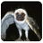 FaceChanger APK