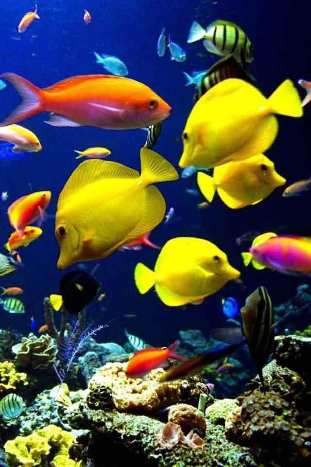 Android용 Fish Wallpaper APK 다운로드 Android용 Fish Wallpaper APK 다운로드