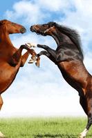 Horse Wallpaper imagem de tela 2