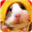 Hamster Wallpaper APK