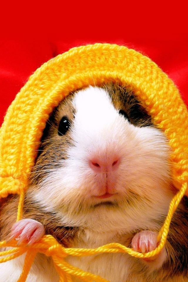 Sad hamster violin hamster. Морские свинки. Хомяк. Смешные хомяки. Хомяк фото.