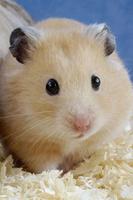 Hamster Wallpaper capture d'écran 2