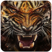 Tiger Wallpaper