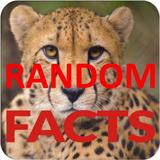 Random Facts ไอคอน