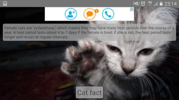 Random cat facts capture d'écran 3