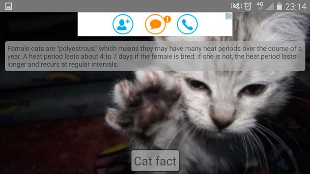 random cat fact 25 random cat facts raise your brain how to prank