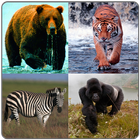 Wild Animal Sounds,Ringtone,WP icon