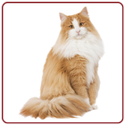 Cat Sounds & Ringtones Free icon