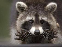 Racoon Cute Wallpaper imagem de tela 1