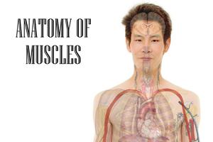 Anatomy of Muscles скриншот 1