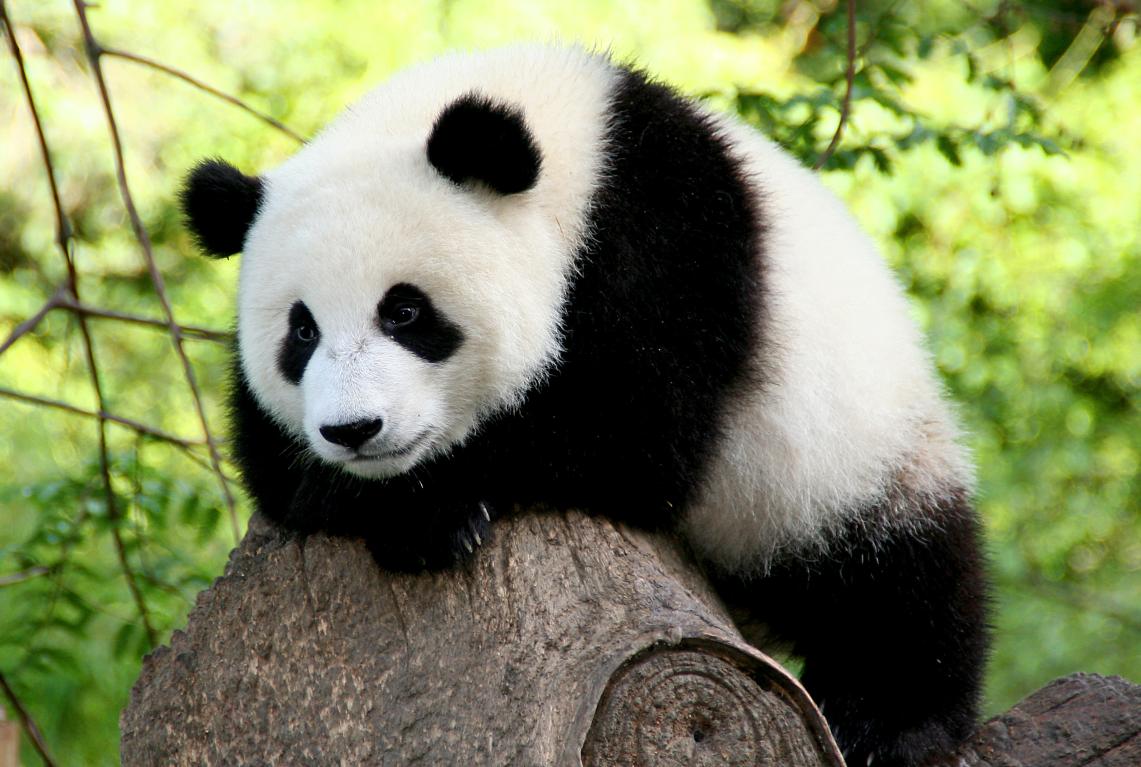 Wallpaper Hewan Cute Wallpaper Panda Wallpaper Gambar Hewan Lucu