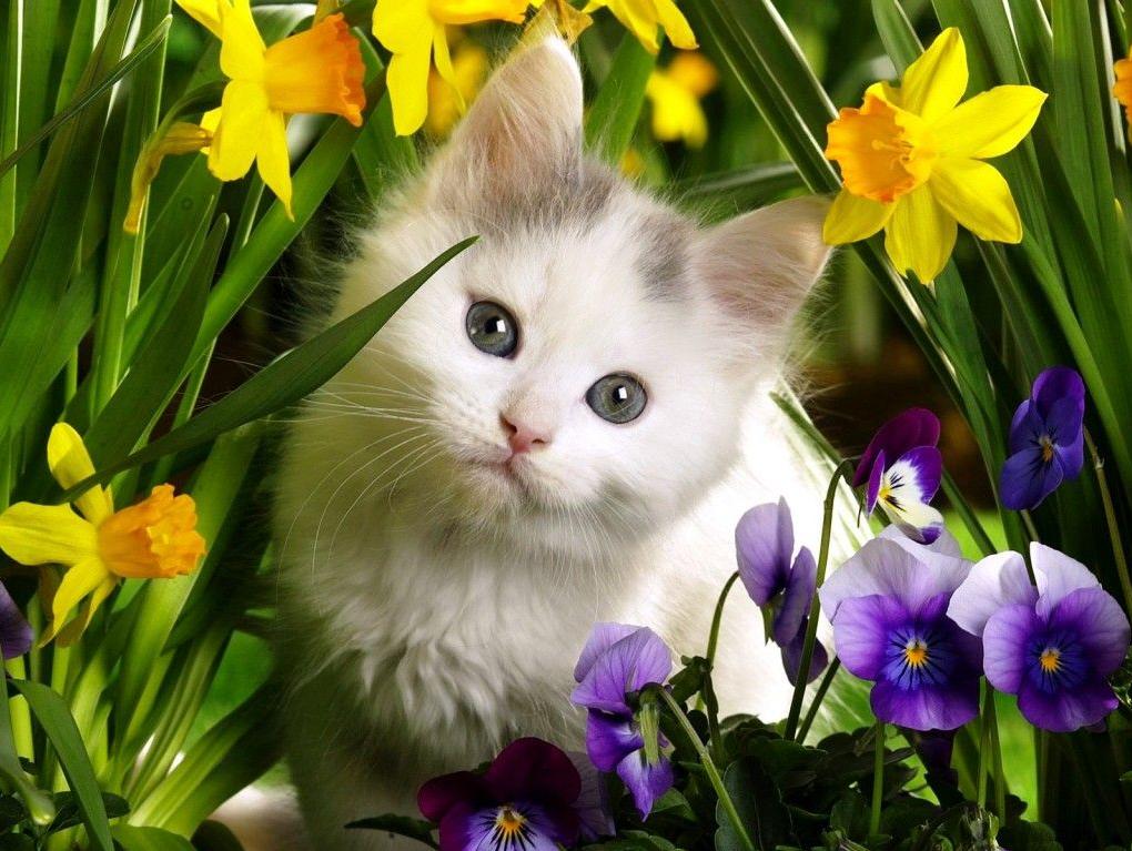 80+ Gambar Wallpaper Hewan Lucu Paling Keren 80+ Gambar Wallpaper Hewan Lucu Paling Keren