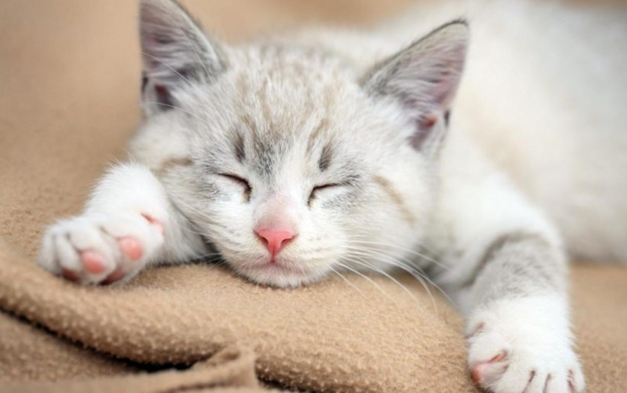 80+ Gambar Wallpaper Hewan Lucu Paling Keren 80+ Gambar Wallpaper Hewan Lucu Paling Keren
