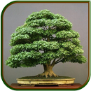 Erstaunliche Homey Bonsai-Ideen APK