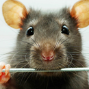 rat wallpapers APK