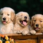 Cute Dog Puppies HD Wallpaper иконка