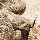 آیکون‌ rattlesnakes wallpaper