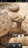 برنامه‌نما rattlesnakes wallpaper عکس از صفحه