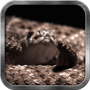 APK Rattlesnake Live Wallpaper