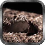 Rattlesnake Live Wallpaper иконка
