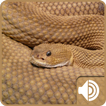 Rattlesnake Sounds ícone