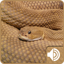 Rattlesnake Sounds-APK