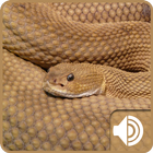 Rattlesnake Sounds-icoon