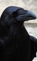 3 Schermata Raven Wallpaper