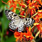 آیکون‌ Butterfly HD Images