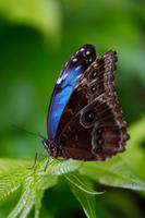 Butterfly HD Images Plakat