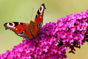 Butterfly HD Images скриншот 1