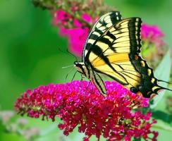 2 Schermata Butterfly HD Images