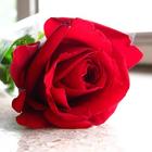 Rose Wallpaper آئیکن