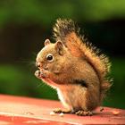 Squirrel Wallpaper icon