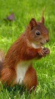 Squirrel Wallpaper syot layar 1