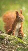 Squirrel Wallpaper syot layar 2