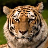 Tiger Wallpaper ikona